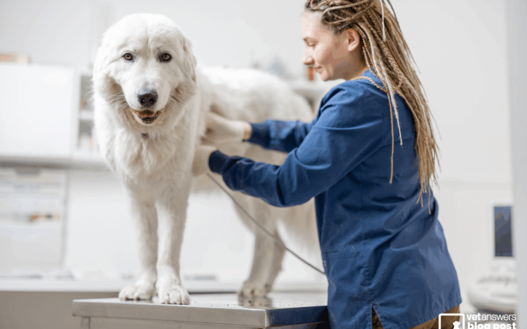The REAL reasons we can’t keep veterinary professionals in the veterinary profession: Part 4 